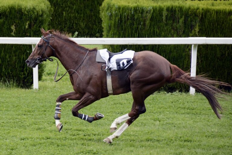 Stunning images from racing’s photographer of the year